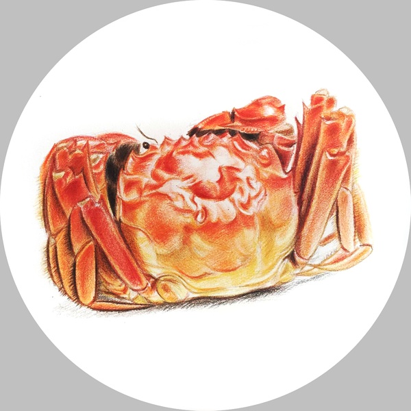 彩色铅笔绘画的螃蟹