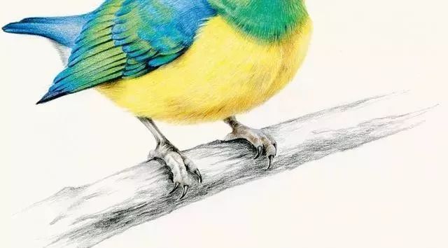 彩铅教程：教你画一只非常得意的蓝枕绿雀！