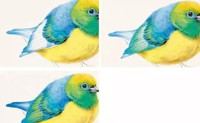 彩铅教程：教你画一只非常得意的蓝枕绿雀！