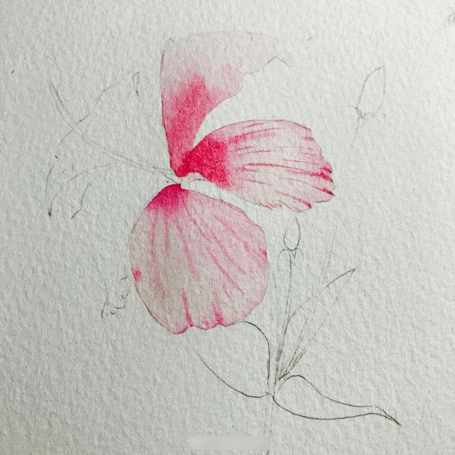 水彩教程：朱槿大家认识吗？今天小编教你画漂亮的朱槿花 ...