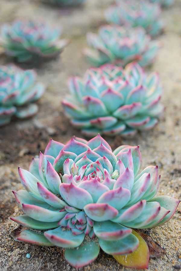 植物多肉照片练习素材