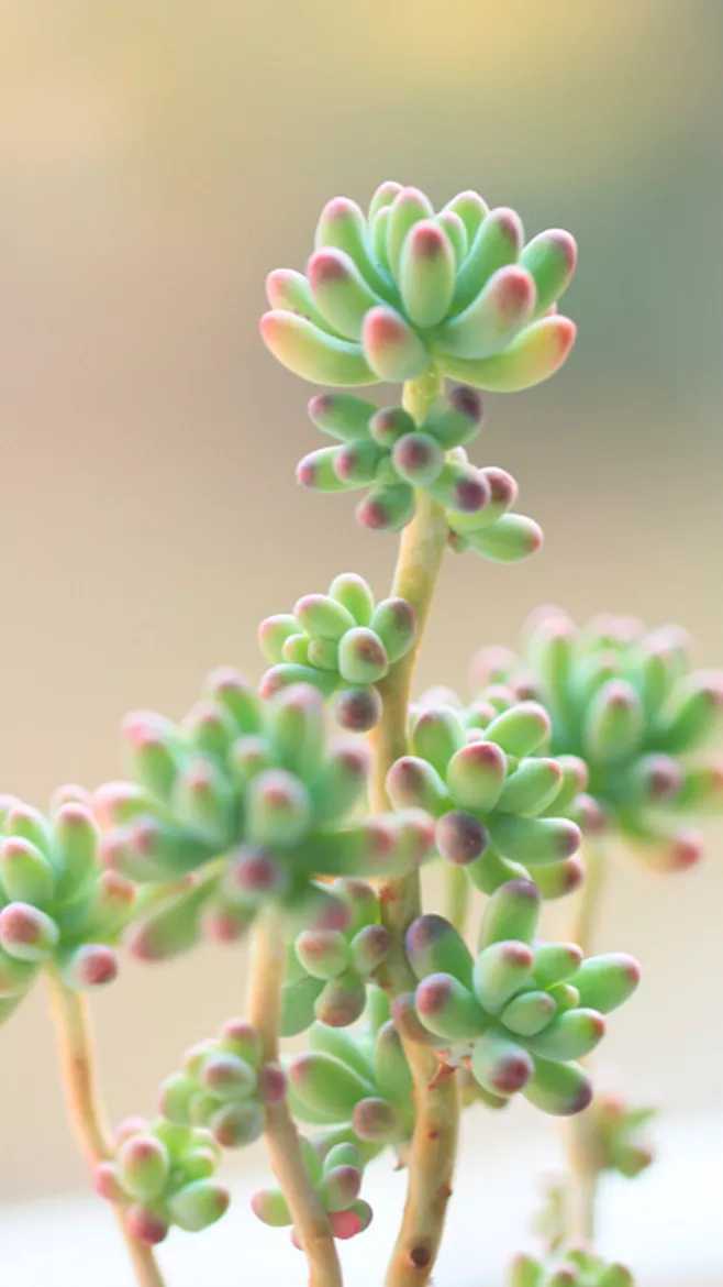 植物多肉照片练习素材