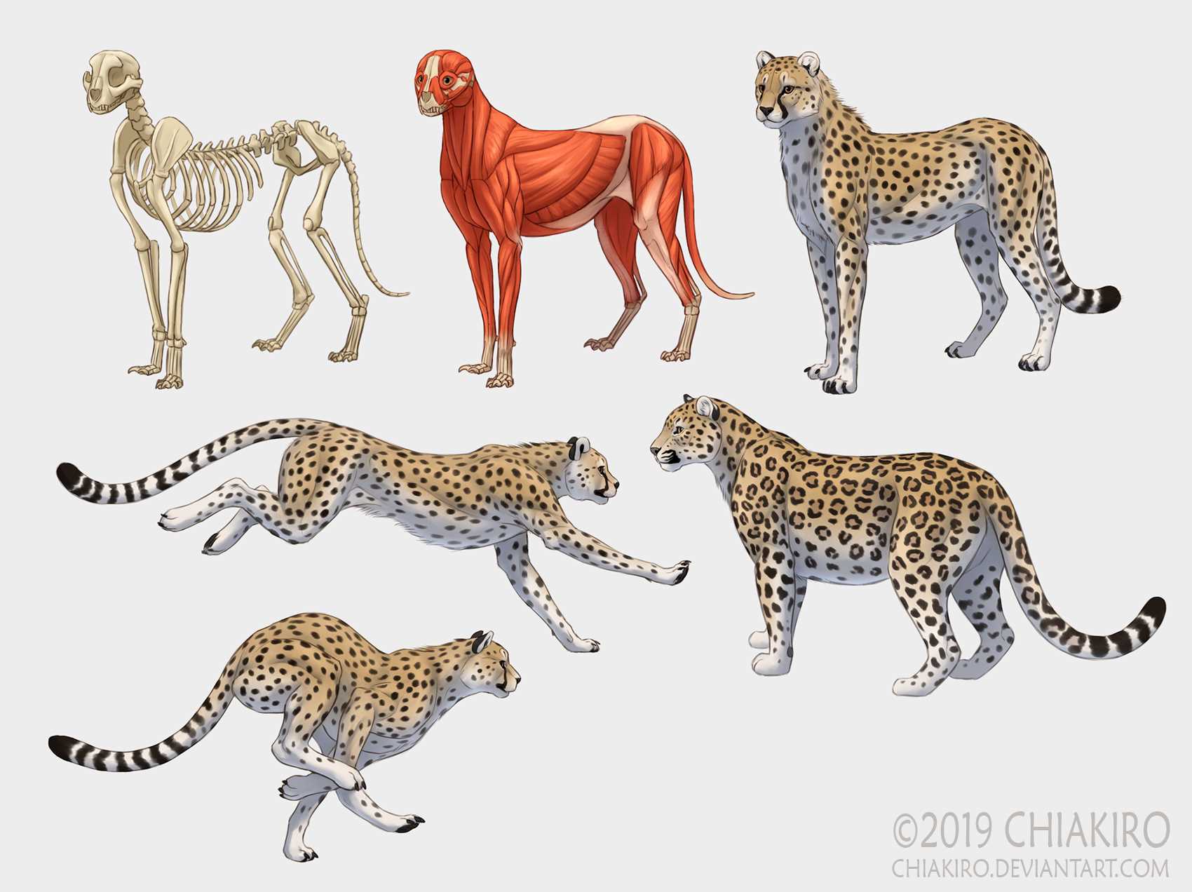 猎豹 豹子绘画素材