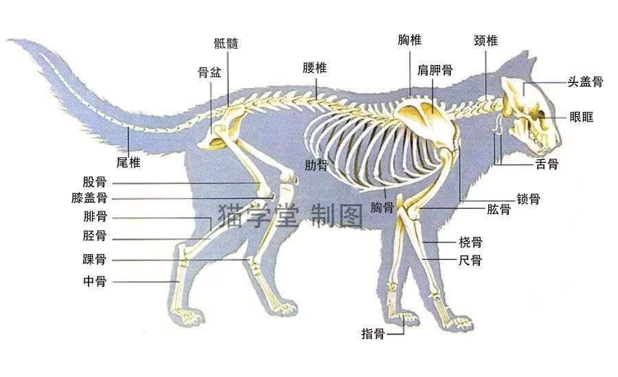 画猫必备 猫的身体结构