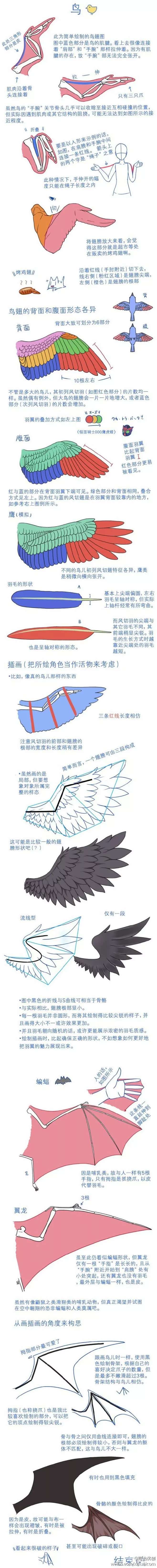 鹰怎么画？老鹰骨骼结构图