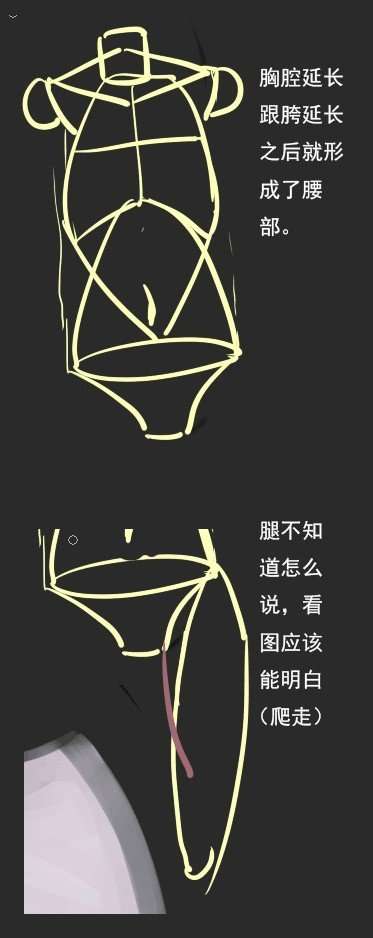 动漫女体结构教学