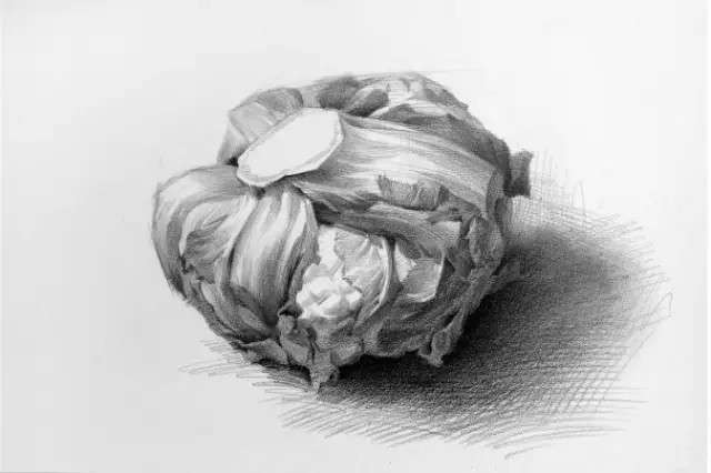 素描圆心白菜