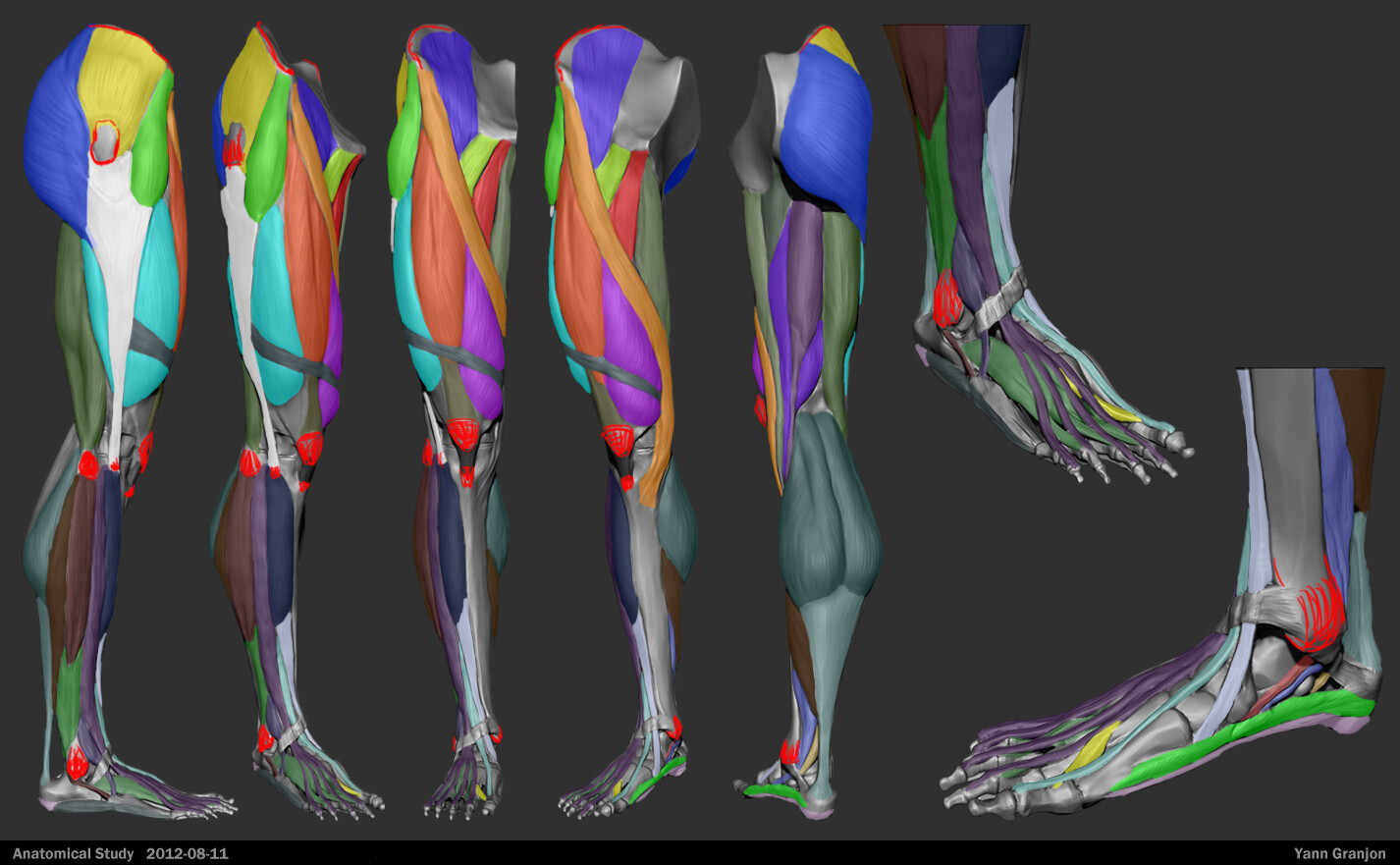 人体腿部肌肉结构分布图
