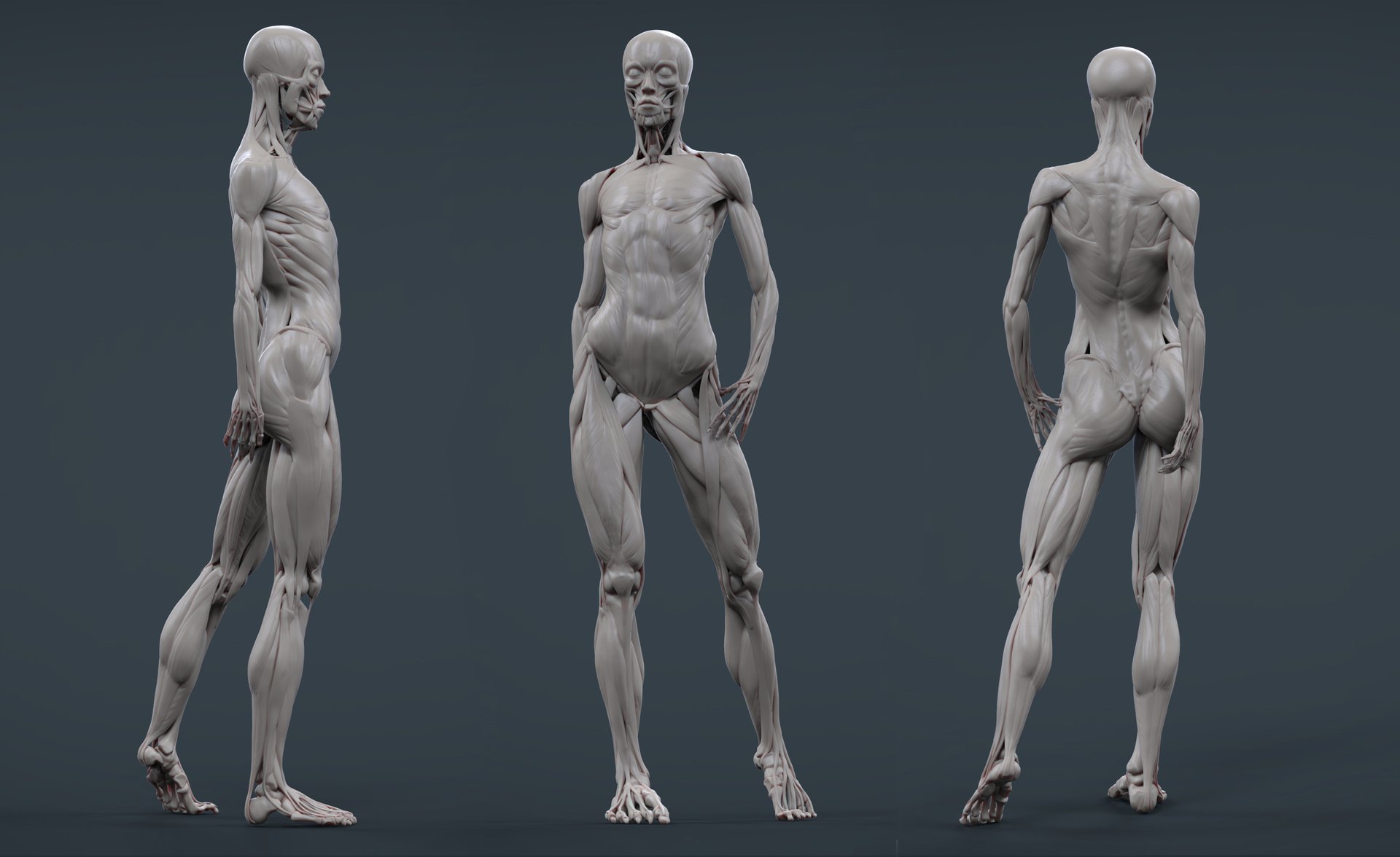 人体的3D绘画示意图