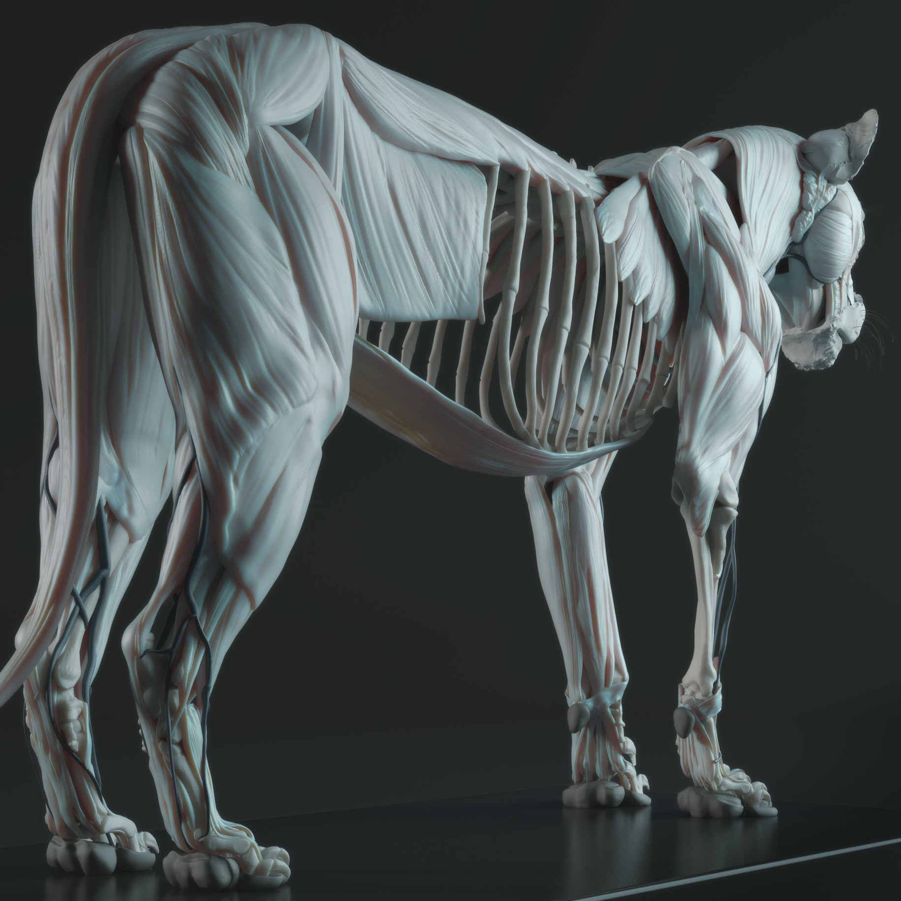 这应该是全网最全的猫科动物狮子骨骼肌肉展示 超清