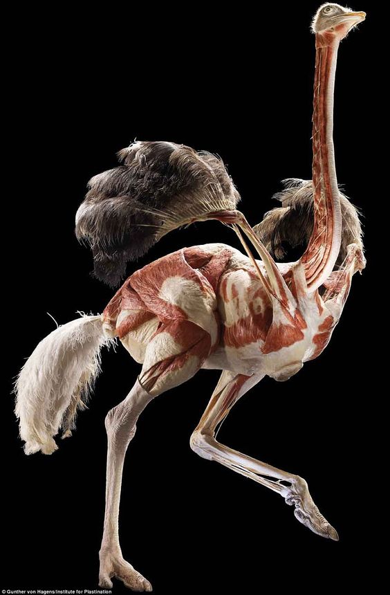 绘画鸵鸟骨骼肌肉结构分布素材