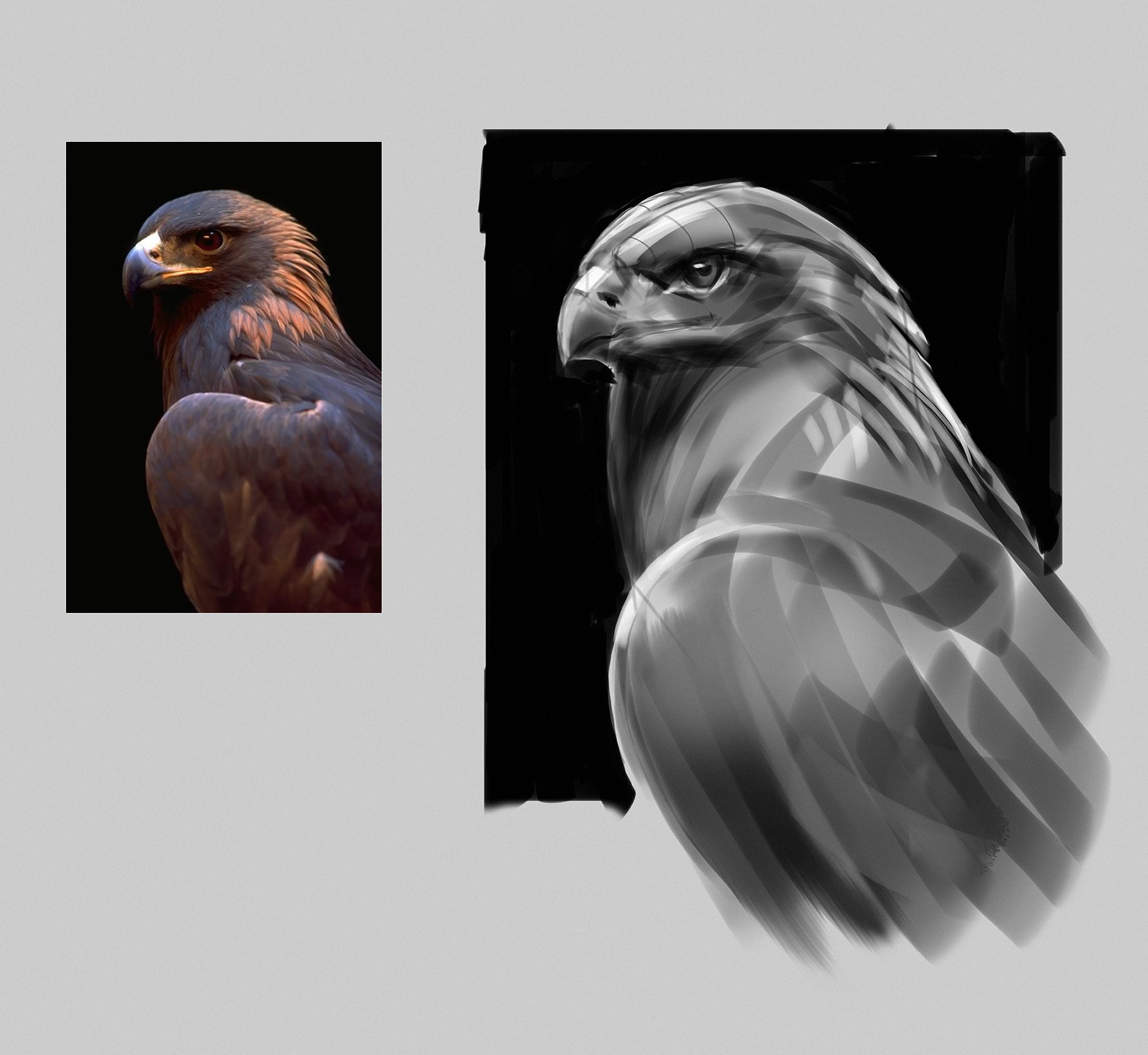 猛禽不同鹰类绘画素材对比