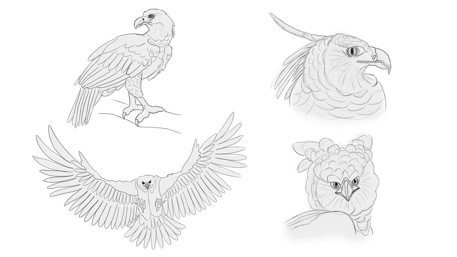 绘画老鹰的骨骼结构 翅膀爪子