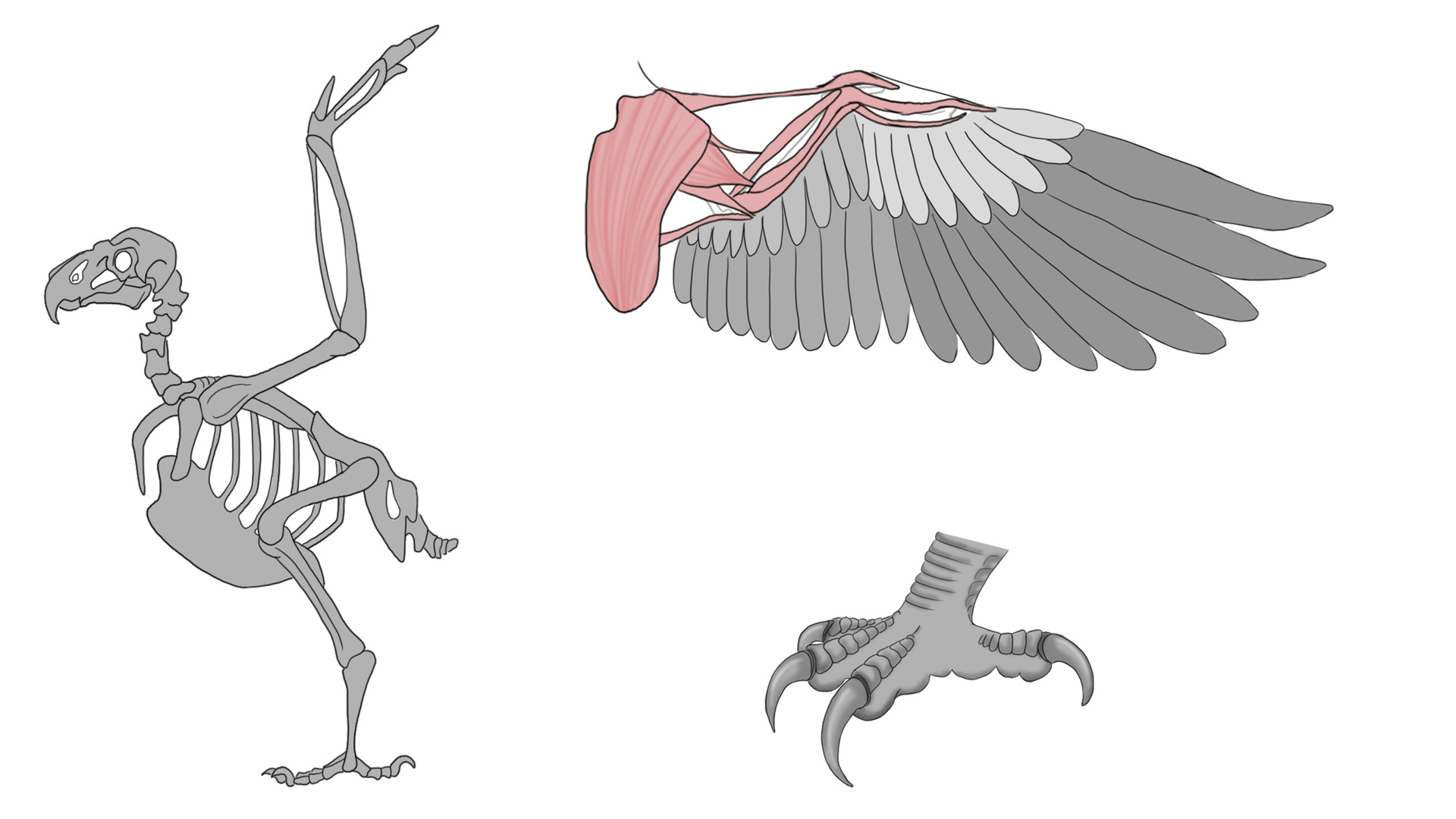 绘画老鹰的骨骼结构 翅膀爪子