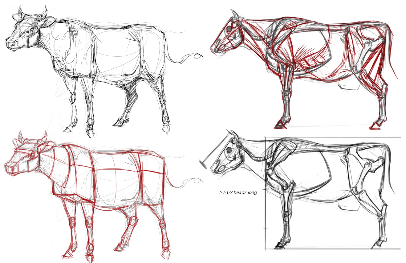 真实的牛结构应该怎么画 手绘画牛素材