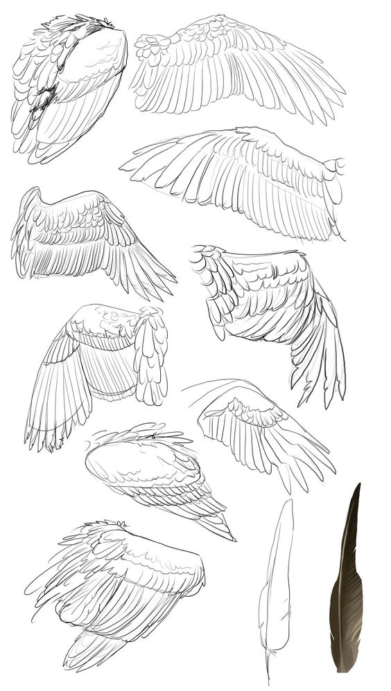 你知道鹰怎么画吗？各种鹰的手绘素材
