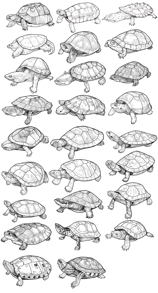 手绘乌龟不同的乌龟你知道该怎么画吗
