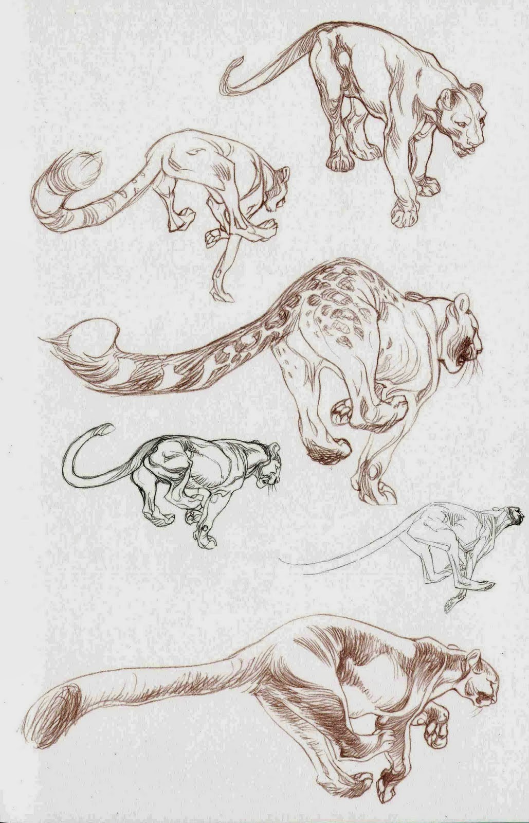 手绘大型猫科动物的各种姿态