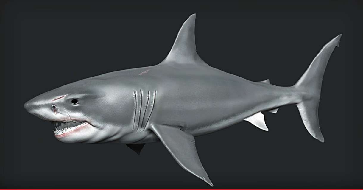 鲨鱼3D模型绘画素材