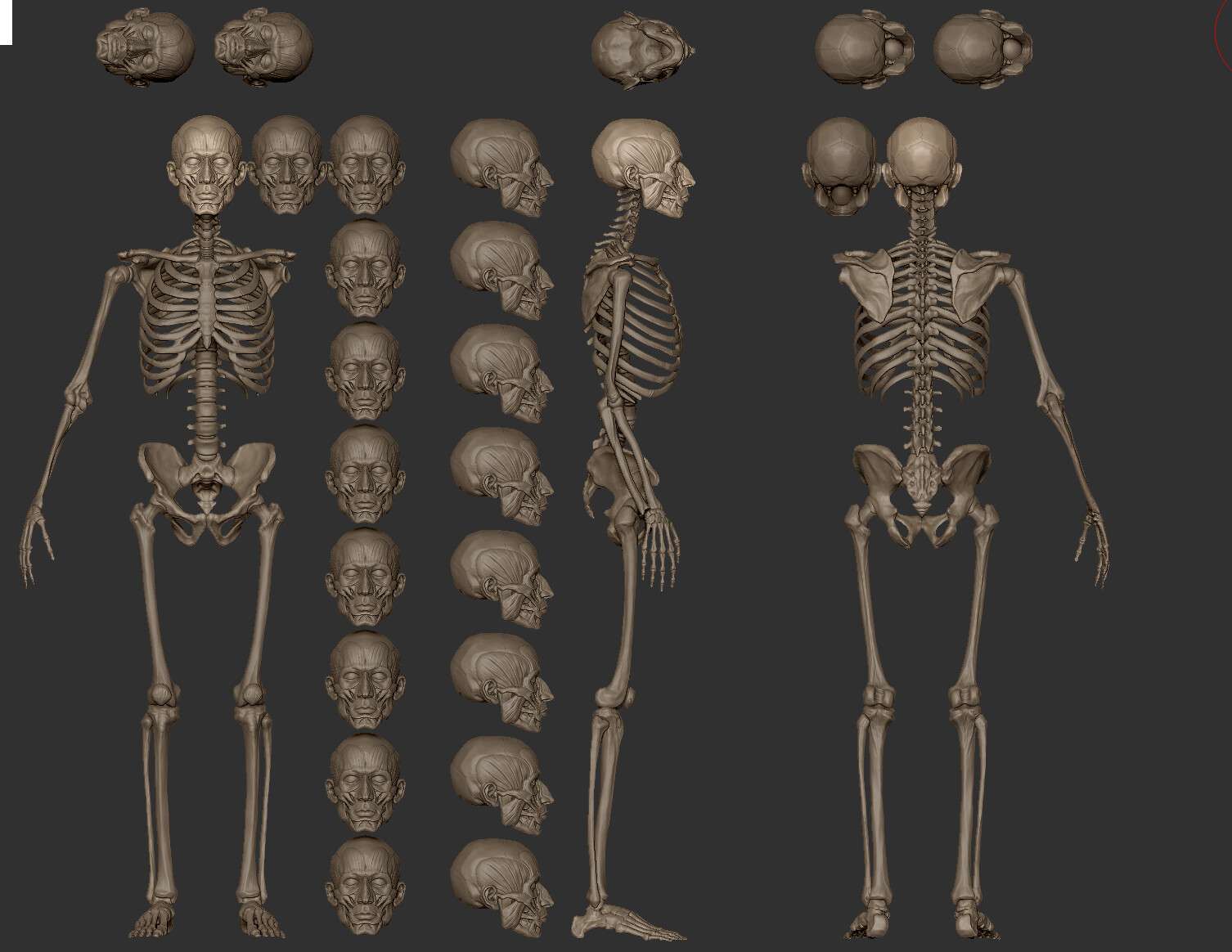成年人体的骨骼比例3D示意图