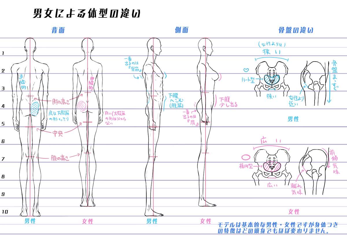 动漫人体绘画骨骼肌肉解析