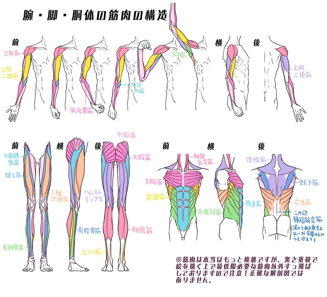 动漫人体绘画骨骼肌肉解析