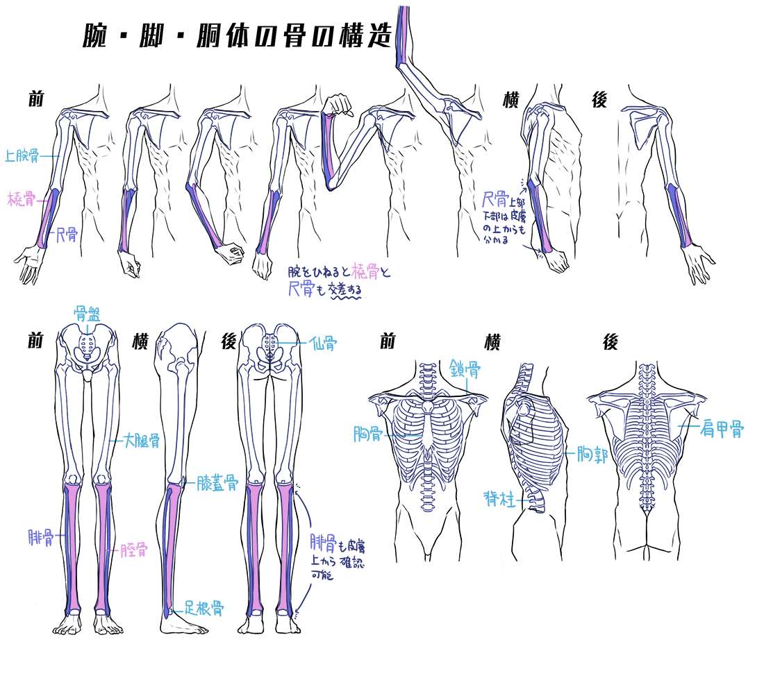 动漫人体绘画骨骼肌肉解析