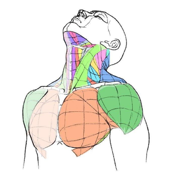 怎么画好人体？人体结构绘画参考素材！