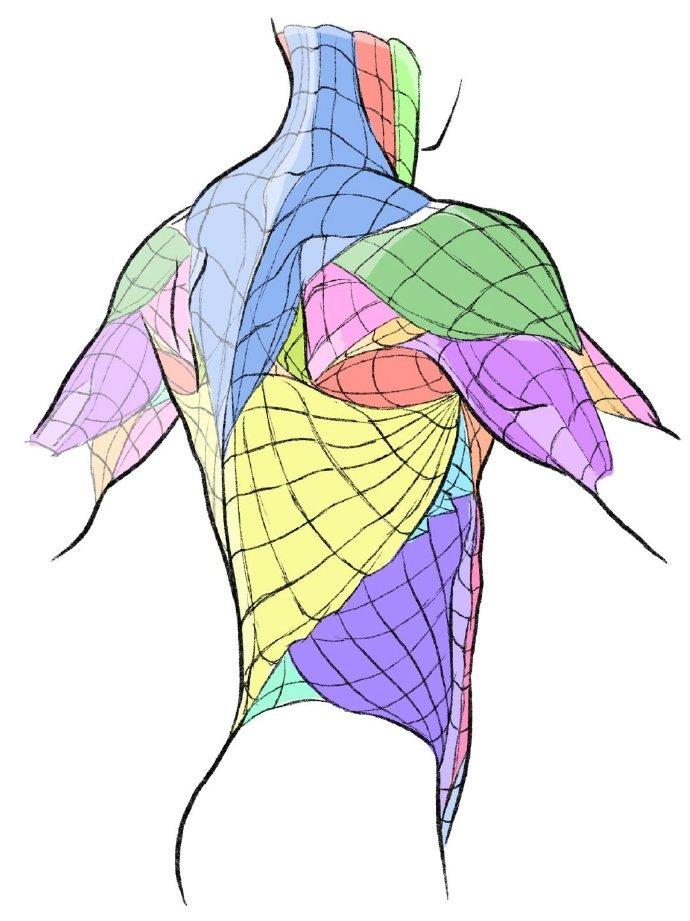 怎么画好人体？人体结构绘画参考素材！