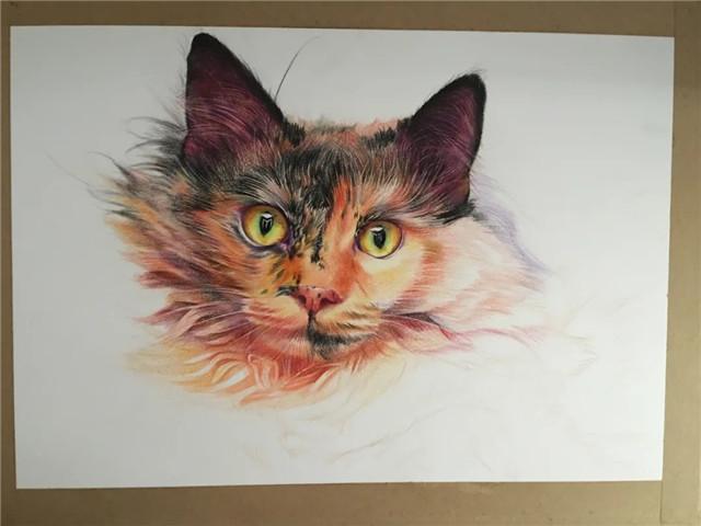 彩铅猫咪绘画过程分享
