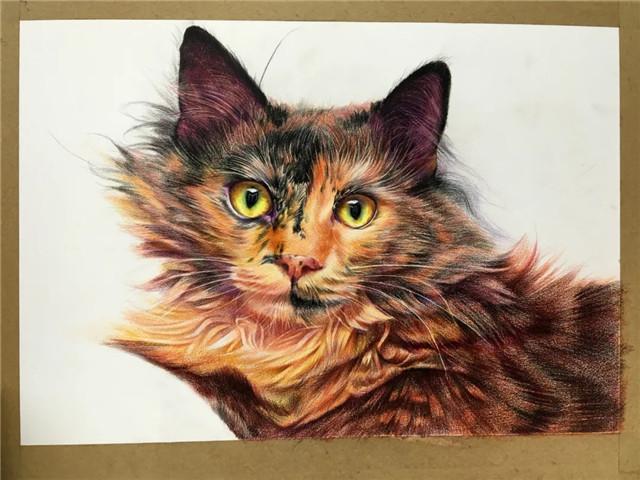 彩铅猫咪绘画过程分享