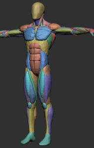 人体肌肉绘画素材