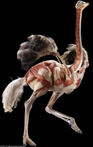 绘画鸵鸟骨骼肌肉结构分布素材