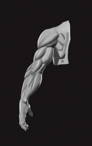男性右手臂肌肉怎么画