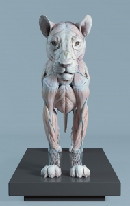 这应该是全网最全的猫科动物狮子骨骼肌肉展示 超清