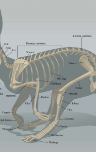 兔子骨骼示意图