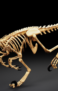 恐龙怎么画，迅猛龙的骨骼绘画素材