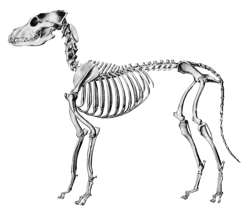 犬科类动物狼怎么画及动作分解图 普画网