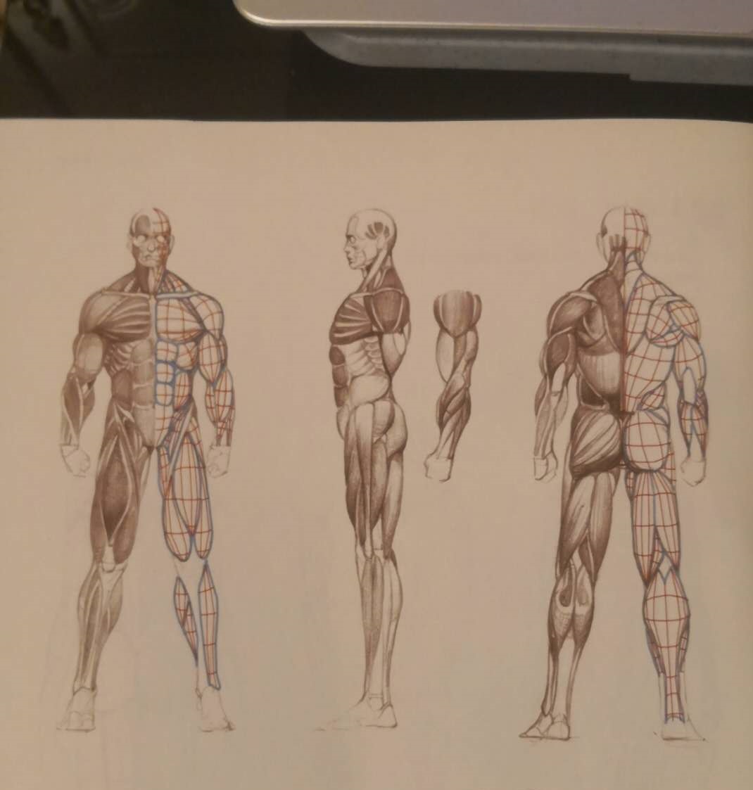 绘画必学的男女骨骼肌肉构造及差异在哪里