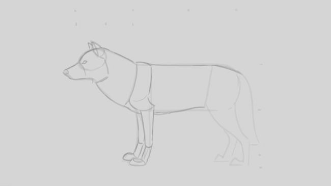 狼的画法：非常好的绘画教程一步步教你画一只狼