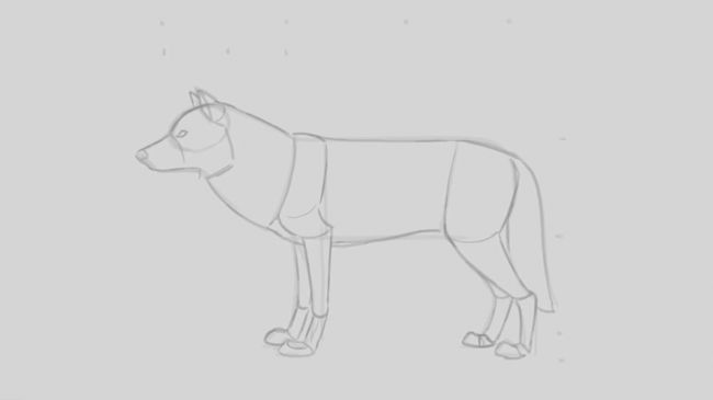 狼的画法：非常好的绘画教程一步步教你画一只狼