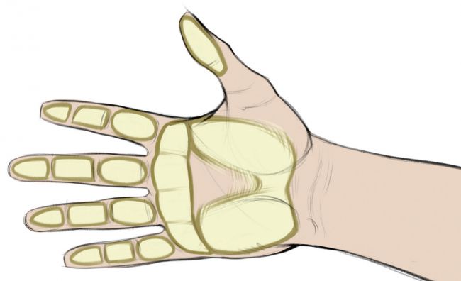 画手教程：手骨骼结构的详细讲解
