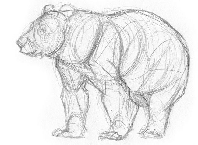 如何画一头霸气的棕熊