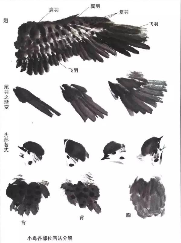 如何画麻雀详细教程，整体结构都很明确国画