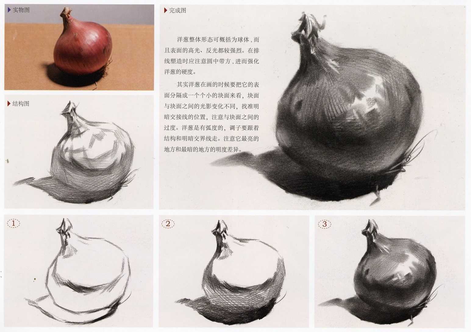 素描静物洋葱实体图和素描步骤