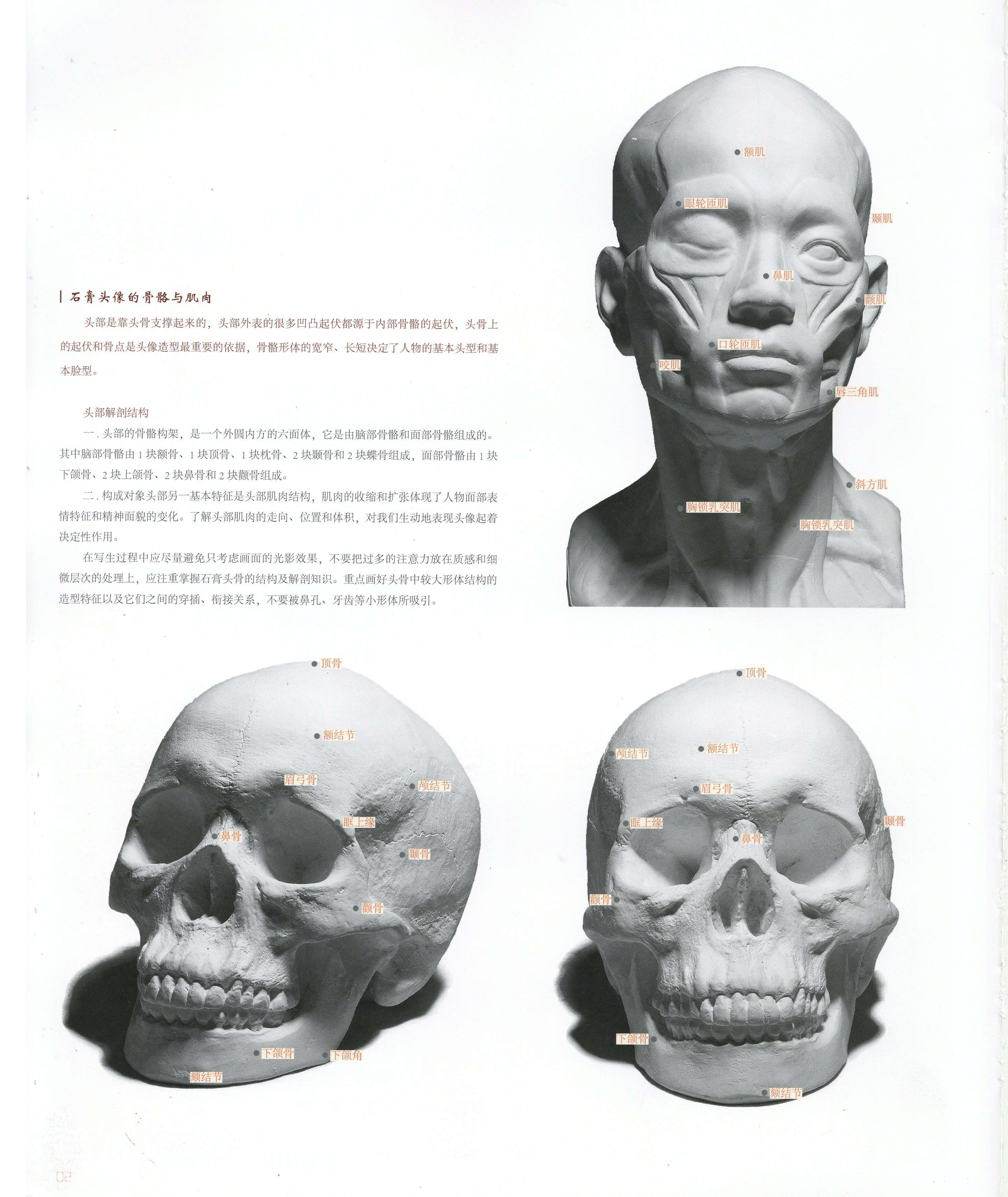 实用头部结构图 理解绘画人的头骨