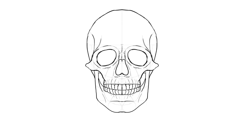 人的头骨详细绘画结构教程