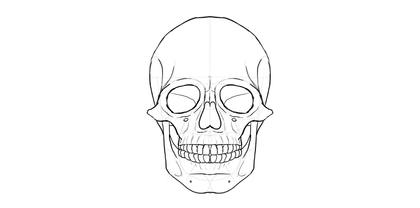 人的头骨详细绘画结构教程
