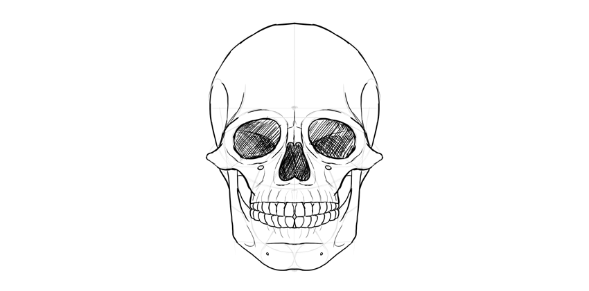 人的头骨详细绘画结构教程