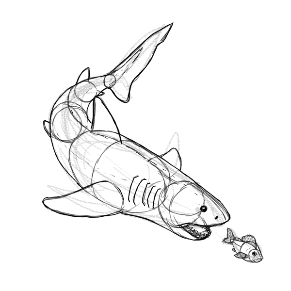 鲨鱼怎么画？真实鲨鱼的身体结构绘画